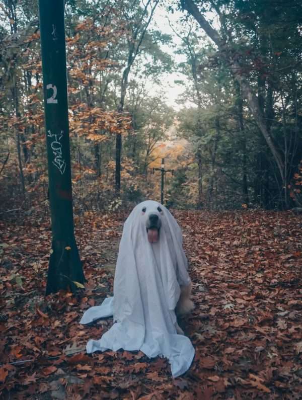 Goodest Ghost Cute Halloween Dog