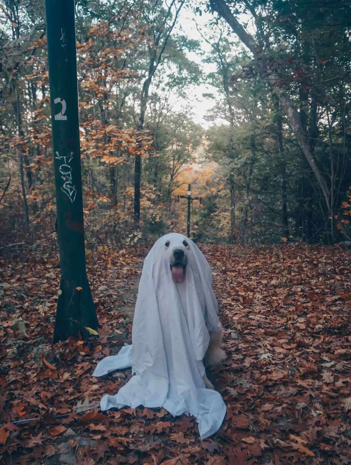 Goodest Ghost Cute Halloween Dog